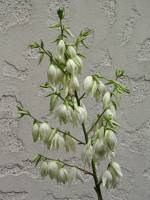summerflowers150715-01.jpg