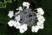 summerflowers150715-02.jpg