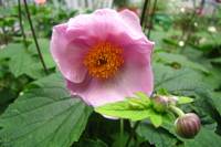 summerflowers150715-03.jpg