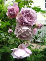 summerflowers150715-04.jpg