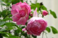 summerflowers150715-05.jpg