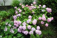 summerflowers150715-06.jpg