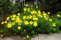 summerflowers150715-07.jpg