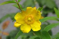 summerflowers150715-08.jpg
