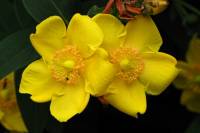 summerflowers150715-09.jpg