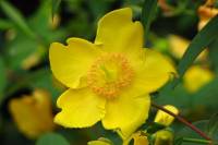 summerflowers150715-10.jpg