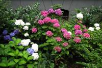 summerflowers150715-11.jpg