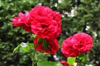 summerflowers150715-12.jpg