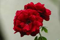 summerflowers150715-13.jpg