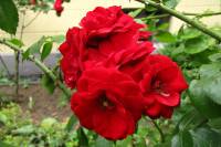 summerflowers150715-14.jpg