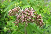 summerflowers150723-01.jpg