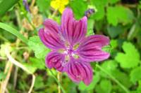 summerflowers150723-02.jpg