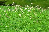 summerflowers150723-03.jpg