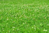 summerflowers150723-04.jpg
