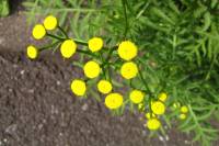 summerflowers150723-05.jpg