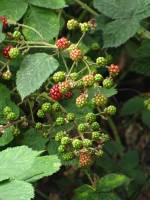 summerflowers150723-06.jpg