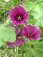 summerflowers150723-07.jpg