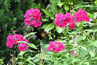 summerflowers150723-08.jpg