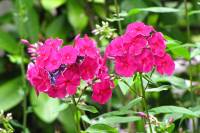 summerflowers150723-09.jpg