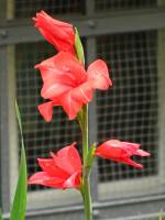 summerflowers150723-10.jpg