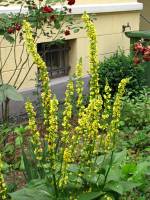 summerflowers150723-11.jpg