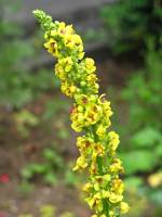 summerflowers150723-12.jpg
