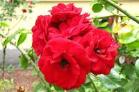 summerflowers150723-13.jpg