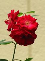 summerflowers150723-14.jpg