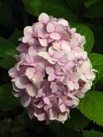 summerflowers150812-01.jpg