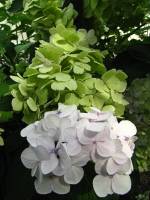 summerflowers150812-02.jpg