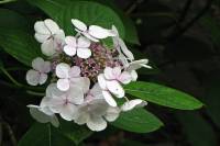 summerflowers150812-03.jpg