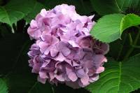 summerflowers150812-04.jpg