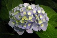 summerflowers150812-05.jpg