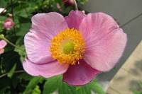 summerflowers150812-06.jpg