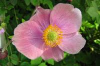 summerflowers150812-07.jpg