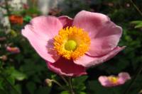 summerflowers150812-08.jpg