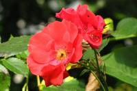 summerflowers150812-09.jpg