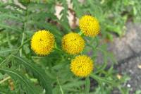 summerflowers150812-13.jpg