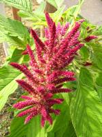 summerflowers150812-15.jpg