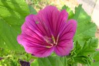 summerflowers150812-16.jpg