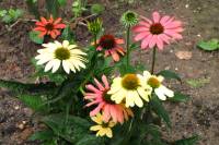 summerflowers150812-17.jpg
