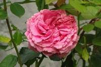 summerflowers150812-18.jpg
