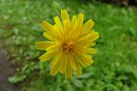summerflowers150812-19.jpg