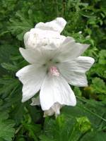 summerflowers150819-01.jpg