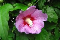 summerflowers150819-02.jpg