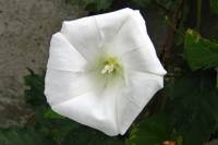 summerflowers150819-03.jpg