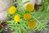 summerflowers150819-04.jpg