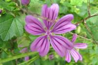 summerflowers150819-05.jpg