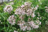 summerflowers150819-06.jpg