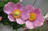 summerflowers150828-01.jpg
